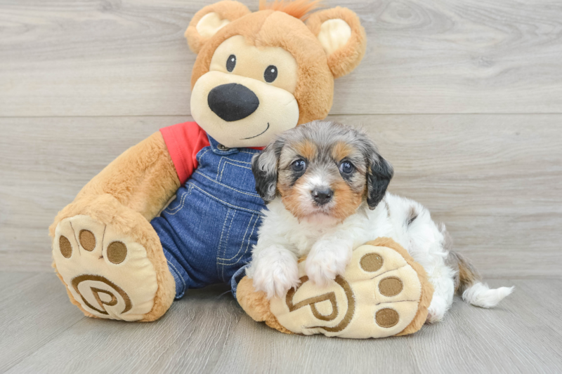 Meet Merlot - our Cavapoo Puppy Photo 1/3 - Florida Fur Babies