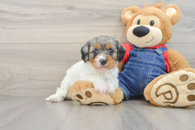 Meet Merlot - our Cavapoo Puppy Photo 2/3 - Florida Fur Babies