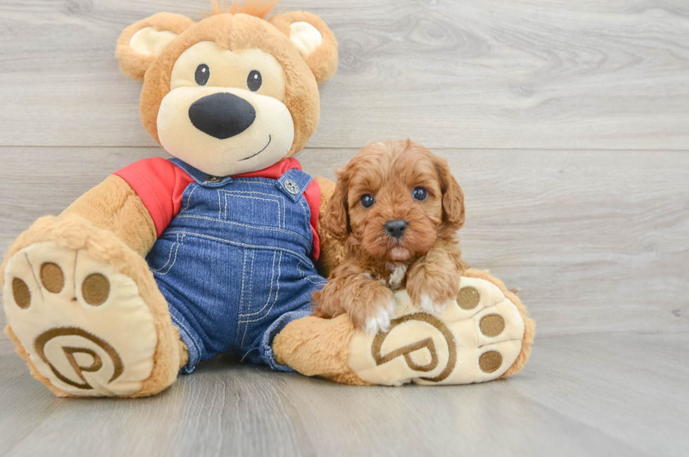 5 week old Cavapoo Puppy For Sale - Florida Fur Babies