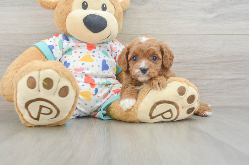 5 week old Cavapoo Puppy For Sale - Florida Fur Babies