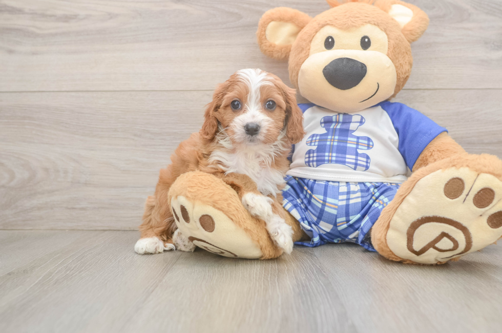 5 week old Cavapoo Puppy For Sale - Florida Fur Babies