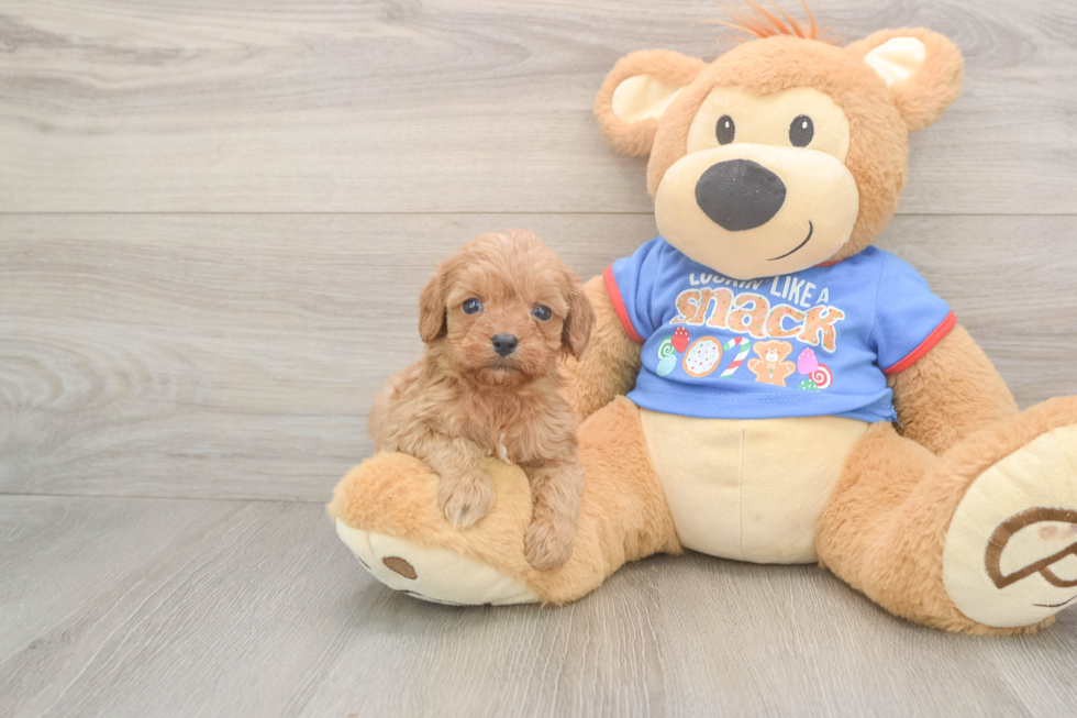 Popular Cavapoo Poodle Mix Pup