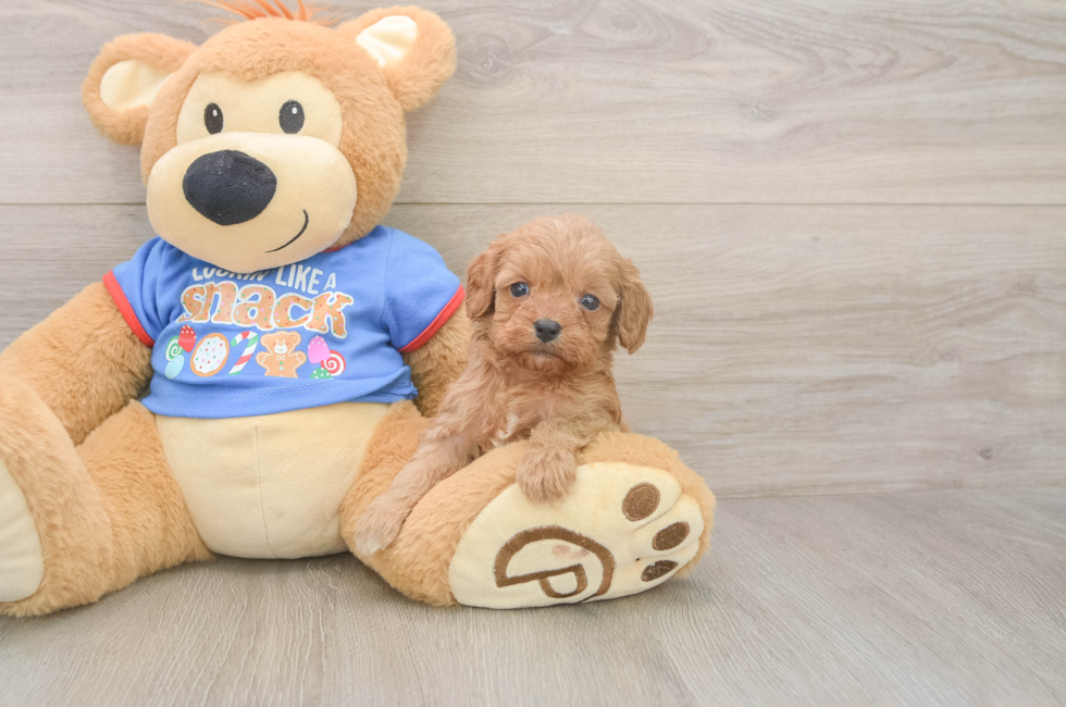 5 week old Cavapoo Puppy For Sale - Florida Fur Babies