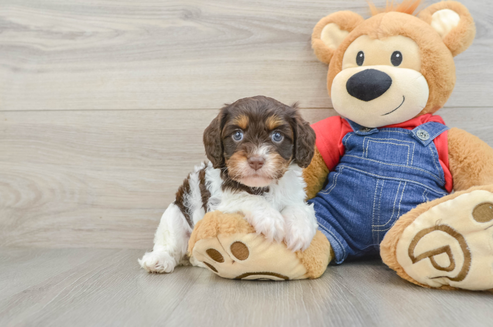 5 week old Cavapoo Puppy For Sale - Florida Fur Babies