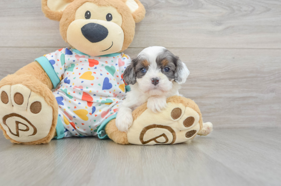 6 week old Cavapoo Puppy For Sale - Florida Fur Babies