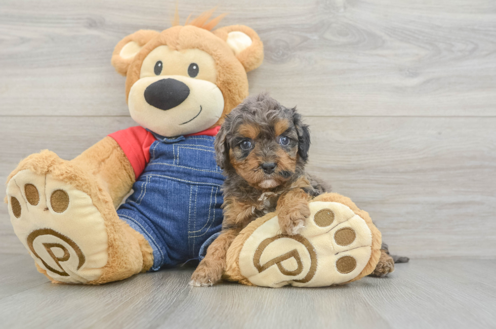 6 week old Cavapoo Puppy For Sale - Florida Fur Babies