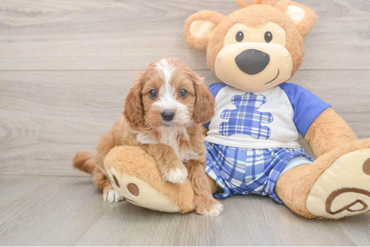Cavapoo Puppy for Adoption