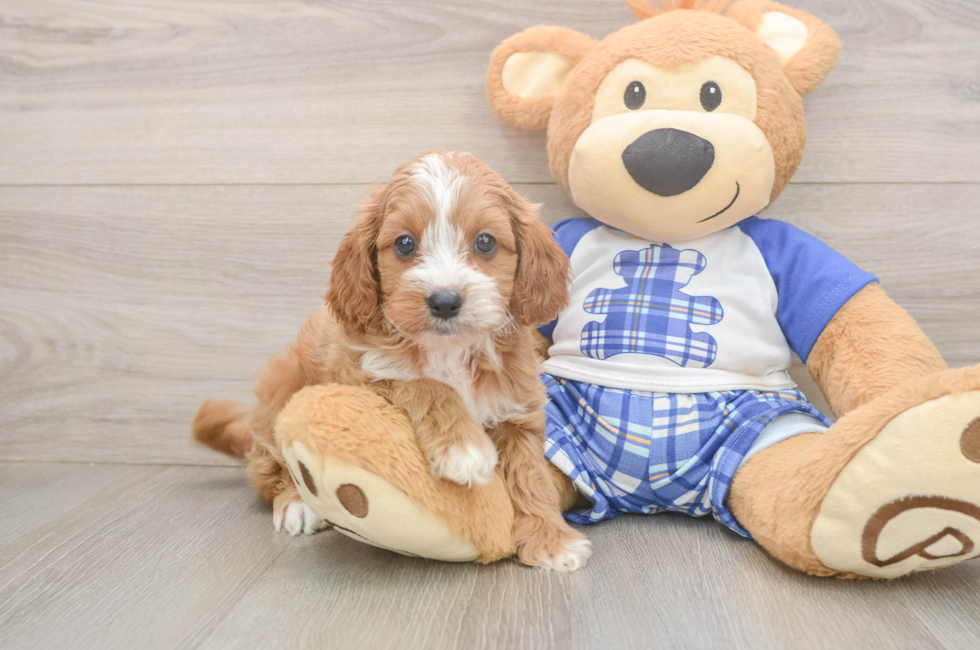 5 week old Cavapoo Puppy For Sale - Florida Fur Babies