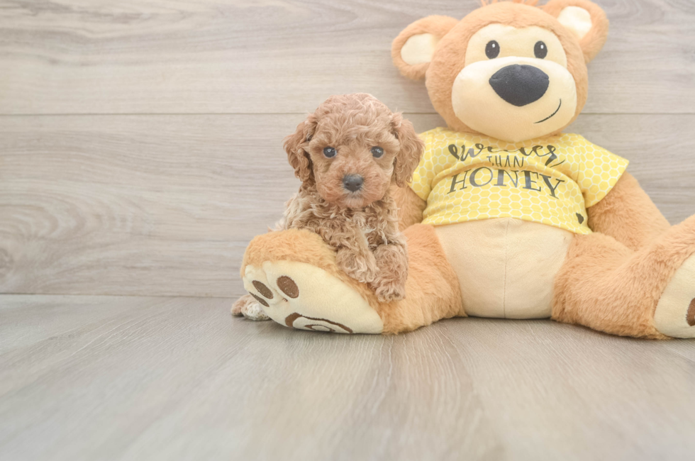 5 week old Cavapoo Puppy For Sale - Florida Fur Babies