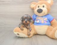 7 week old Cavapoo Puppy For Sale - Florida Fur Babies