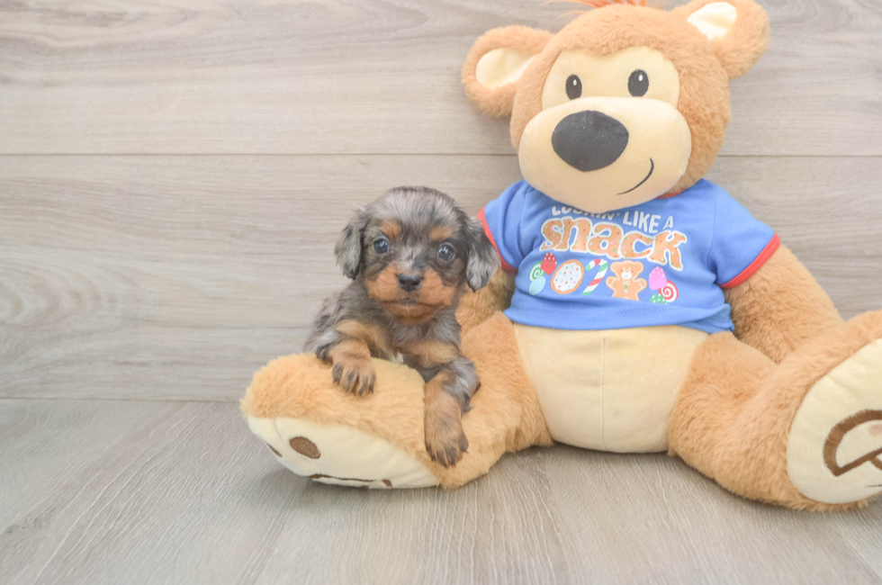 5 week old Cavapoo Puppy For Sale - Florida Fur Babies