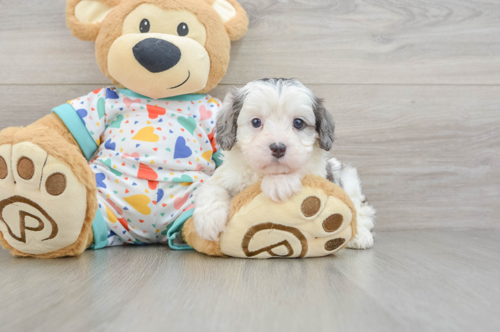 6 week old Cavapoo Puppy For Sale - Florida Fur Babies