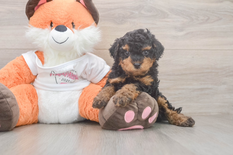 5 week old Cavapoo Puppy For Sale - Florida Fur Babies