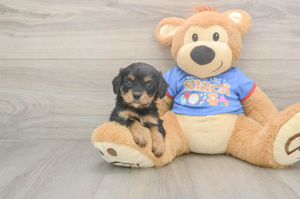 5 week old Cavapoo Puppy For Sale - Florida Fur Babies