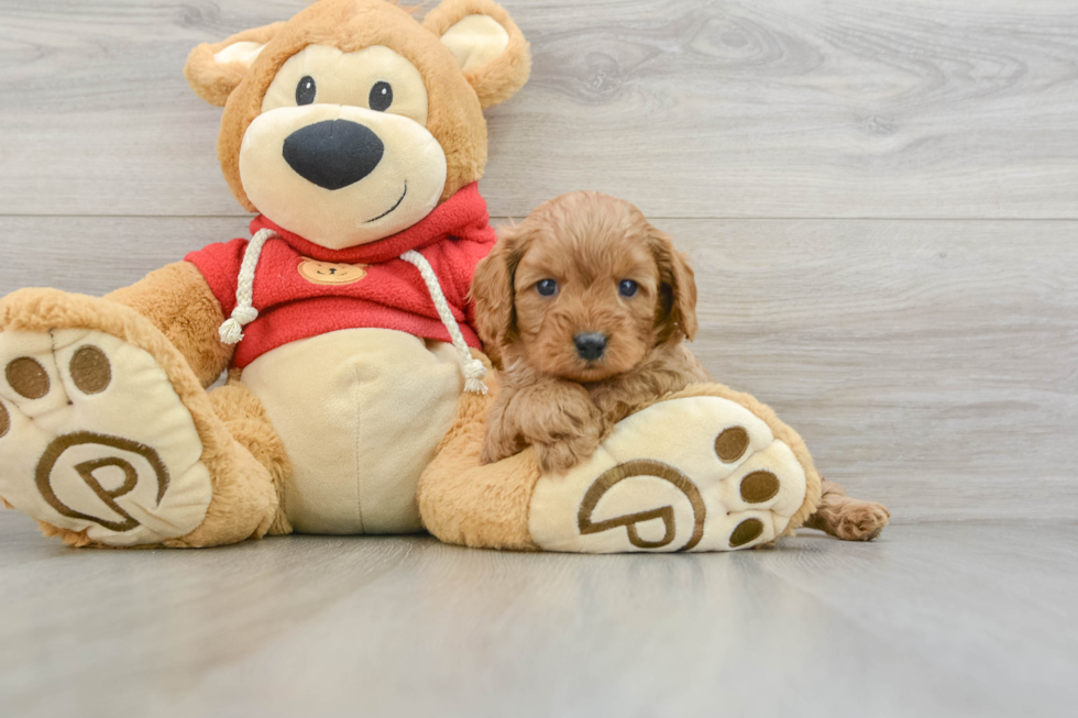 Playful Cavapoodle Poodle Mix Puppy