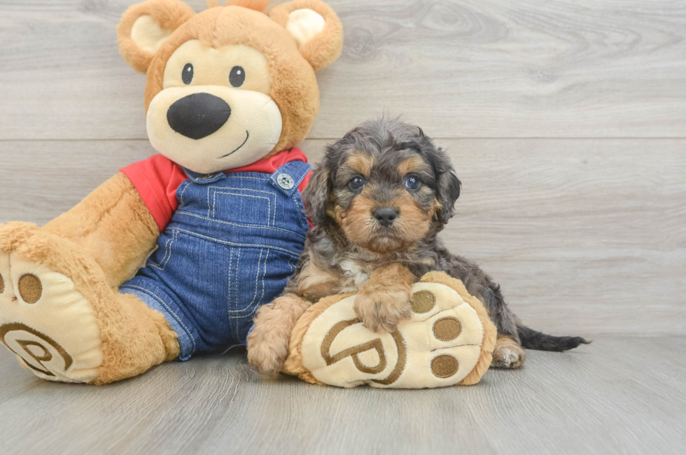 6 week old Cavapoo Puppy For Sale - Florida Fur Babies