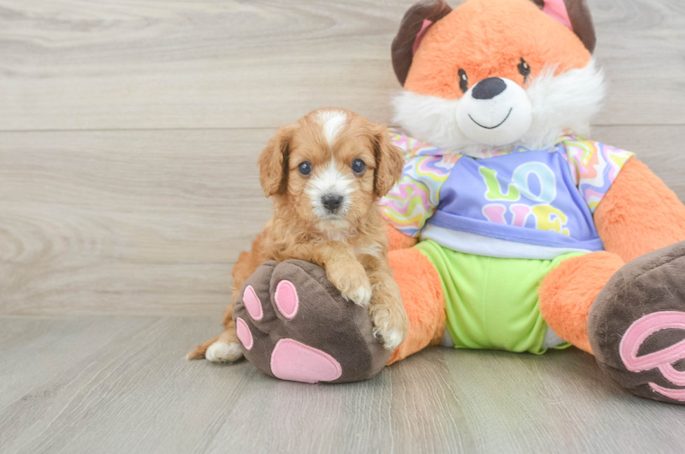5 week old Cavapoo Puppy For Sale - Florida Fur Babies
