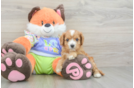 Best Cavapoo Baby