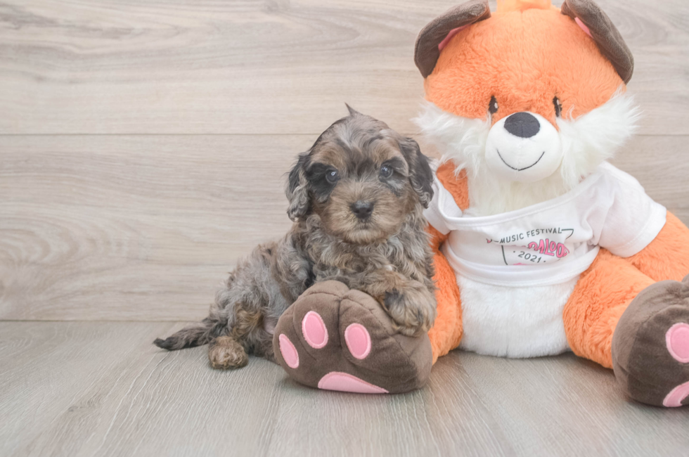 5 week old Cavapoo Puppy For Sale - Florida Fur Babies