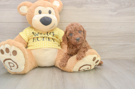 Cavapoo Puppy for Adoption