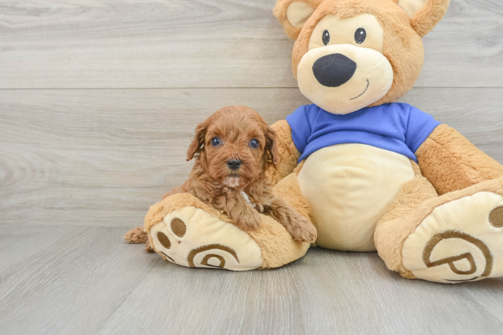 Funny Cavapoo Poodle Mix Pup