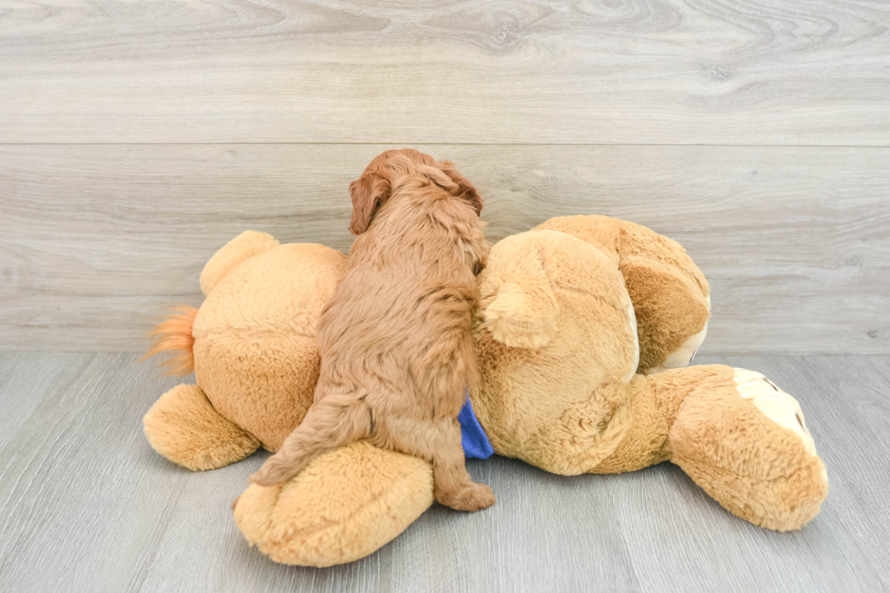 Smart Cavapoo Poodle Mix Pup