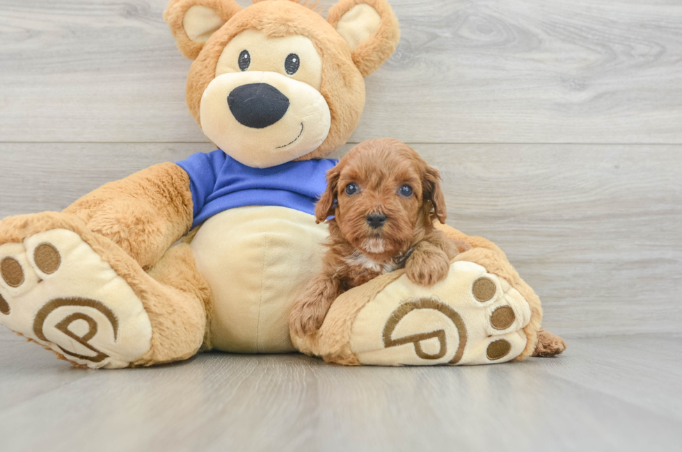 6 week old Cavapoo Puppy For Sale - Florida Fur Babies