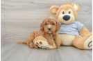 Cavapoo Puppy for Adoption