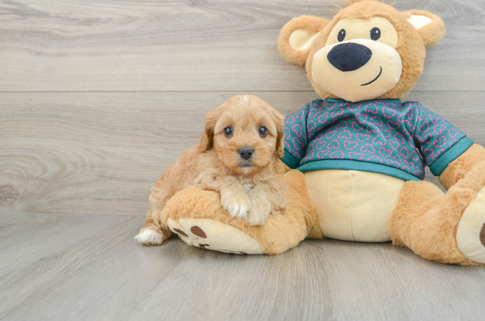 6 week old Cavapoo Puppy For Sale - Florida Fur Babies