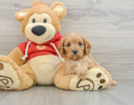 8 week old Cavapoo Puppy For Sale - Florida Fur Babies