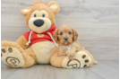 Cavapoo Puppy for Adoption