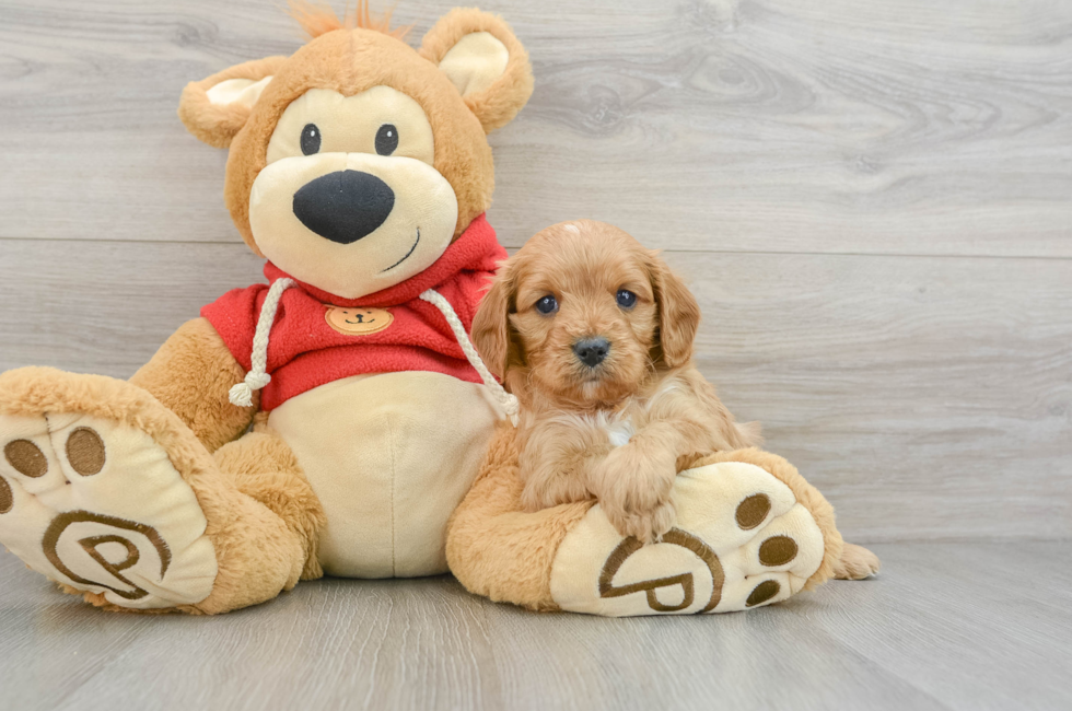 6 week old Cavapoo Puppy For Sale - Florida Fur Babies