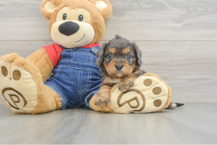 Cavapoo Puppy for Adoption