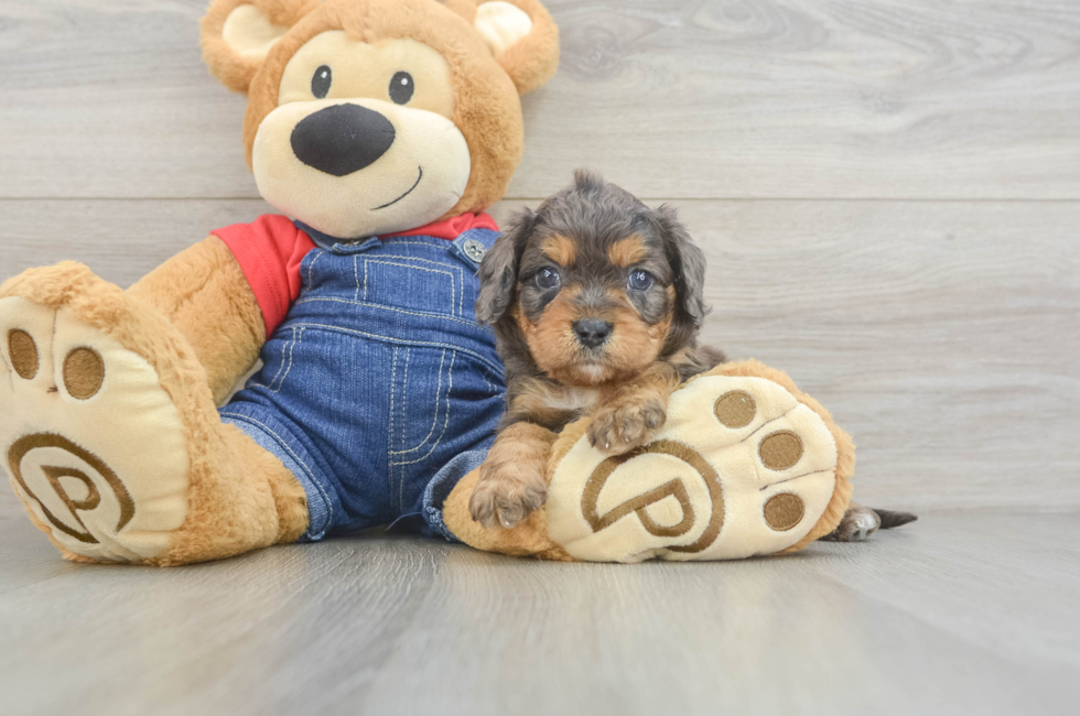 6 week old Cavapoo Puppy For Sale - Florida Fur Babies