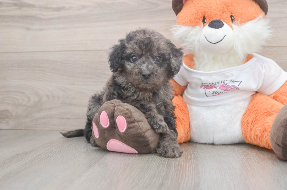 5 week old Cavapoo Puppy For Sale - Florida Fur Babies