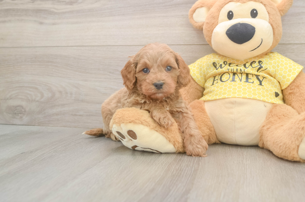 5 week old Cavapoo Puppy For Sale - Florida Fur Babies