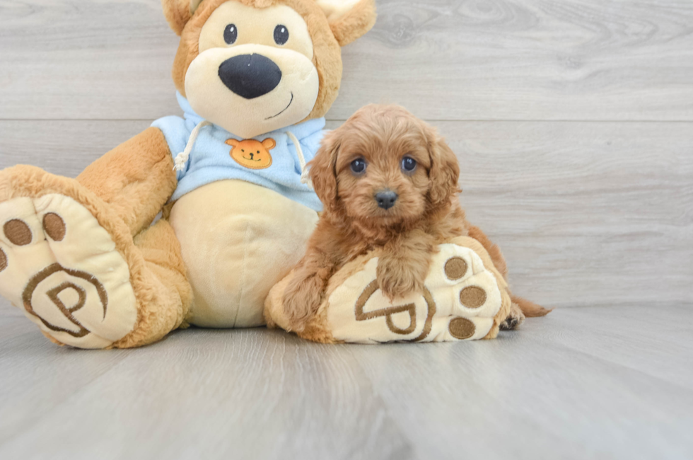 6 week old Cavapoo Puppy For Sale - Florida Fur Babies