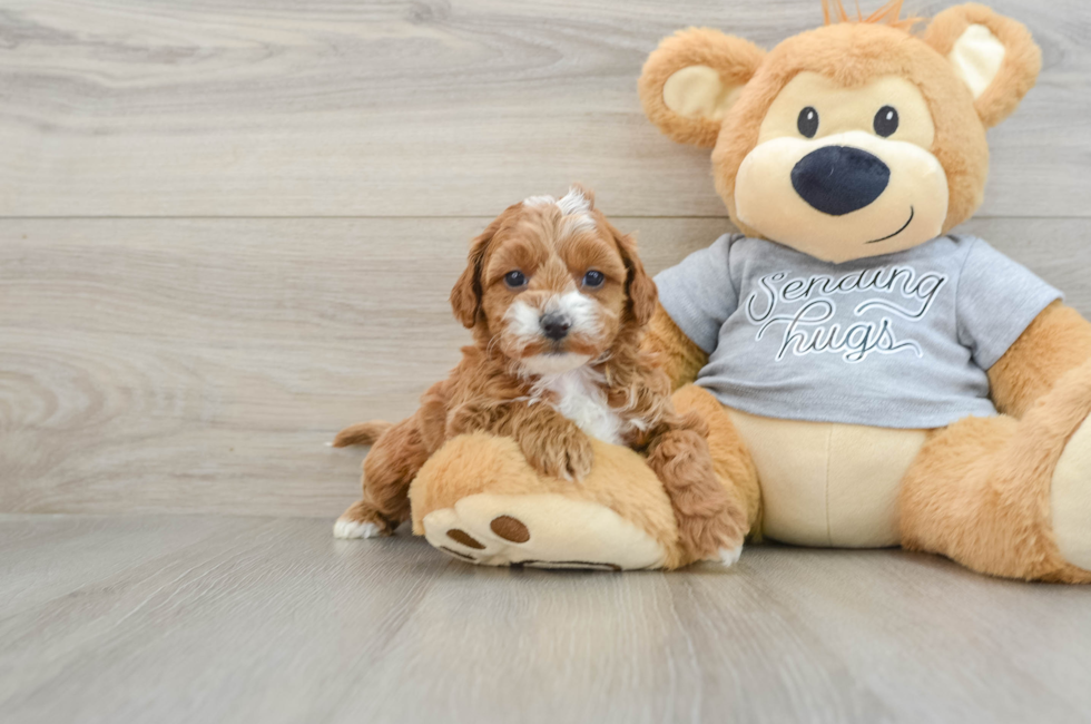 6 week old Cavapoo Puppy For Sale - Florida Fur Babies