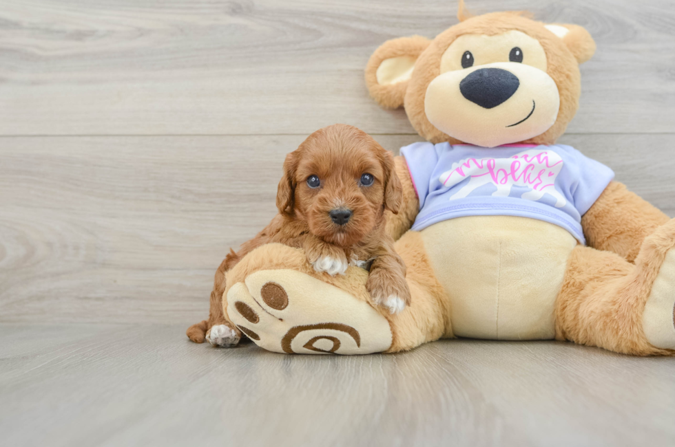 5 week old Cavapoo Puppy For Sale - Florida Fur Babies