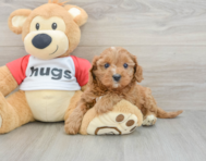 9 week old Cavapoo Puppy For Sale - Florida Fur Babies