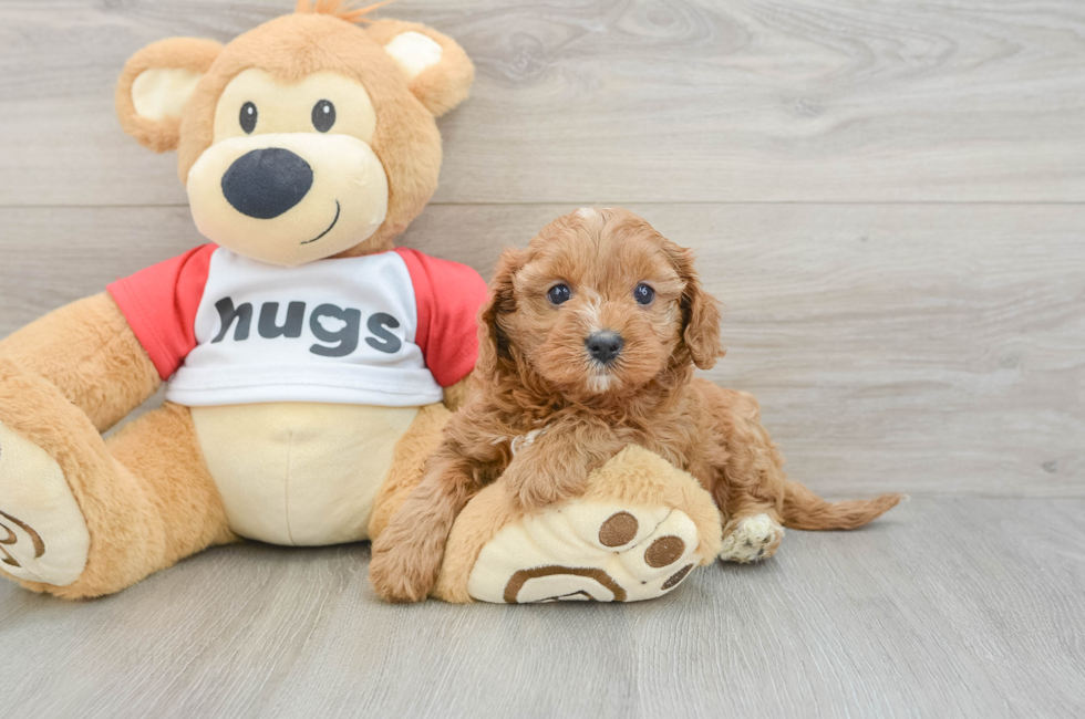 7 week old Cavapoo Puppy For Sale - Florida Fur Babies