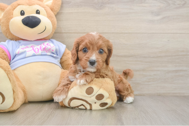 Cavapoo Puppy for Adoption