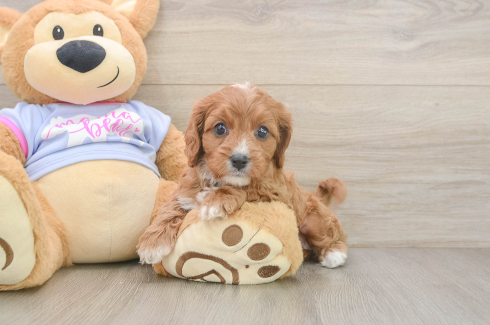 6 week old Cavapoo Puppy For Sale - Florida Fur Babies