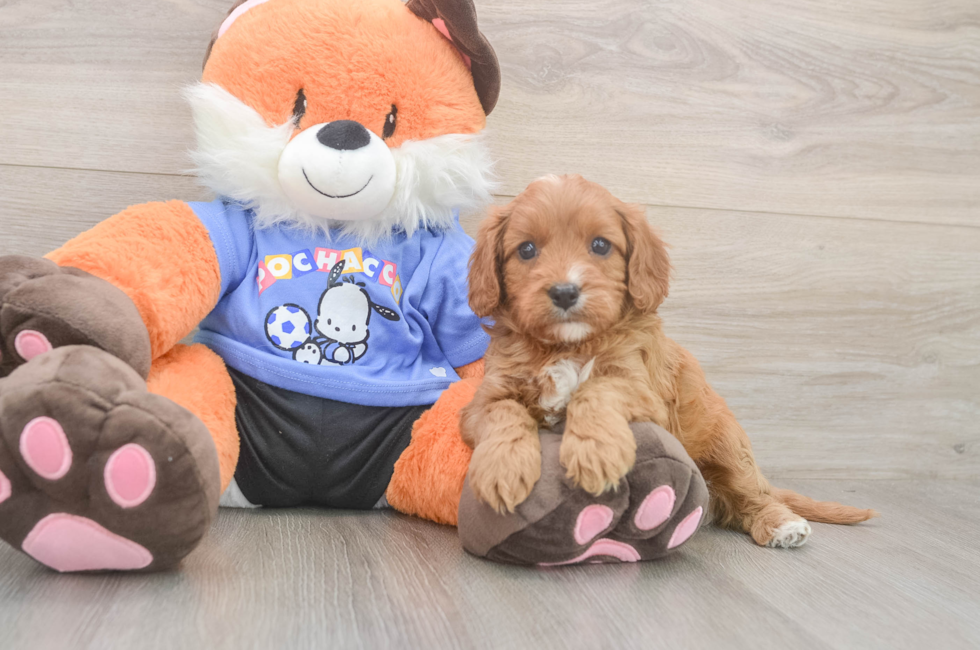 5 week old Cavapoo Puppy For Sale - Florida Fur Babies