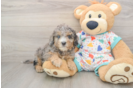 Cavapoo Puppy for Adoption