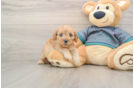 Best Cavapoo Baby