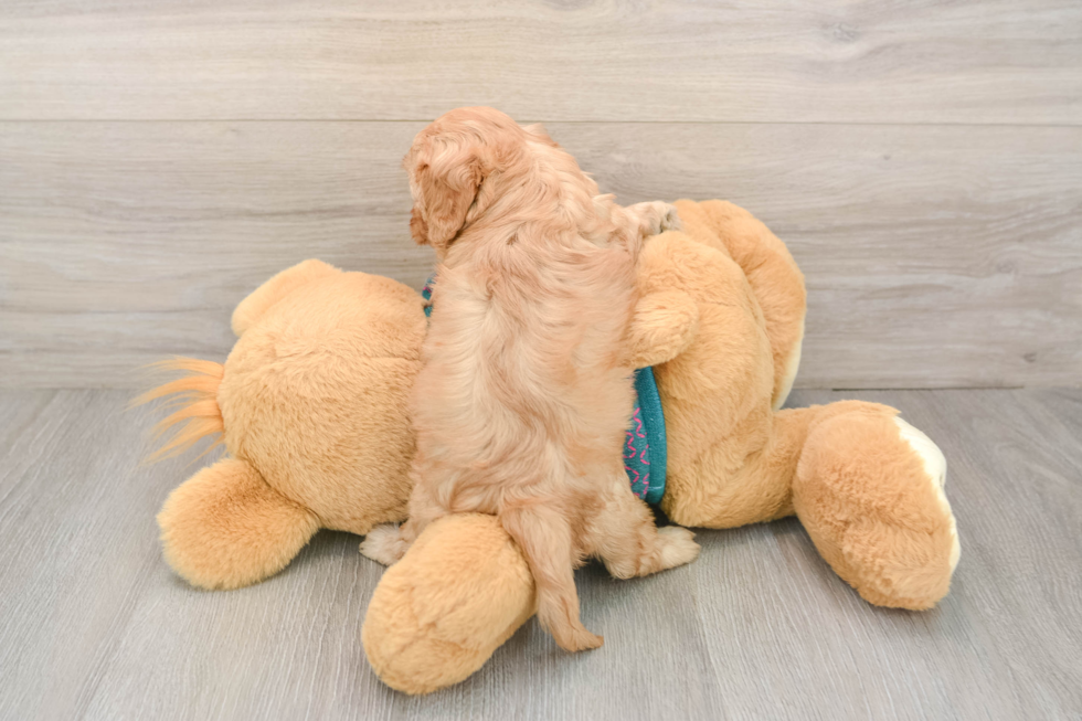 Happy Cavapoo Baby