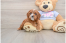 Playful Cavapoodle Poodle Mix Puppy