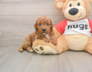 8 week old Cavapoo Puppy For Sale - Florida Fur Babies
