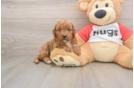 Happy Cavapoo Baby